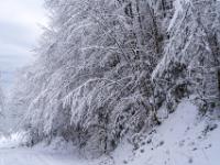 Schneegebeugte Äste über dem Wanderweg zur Maisalm